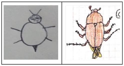 Comparación de “antes” y “después” de la observación de insectos