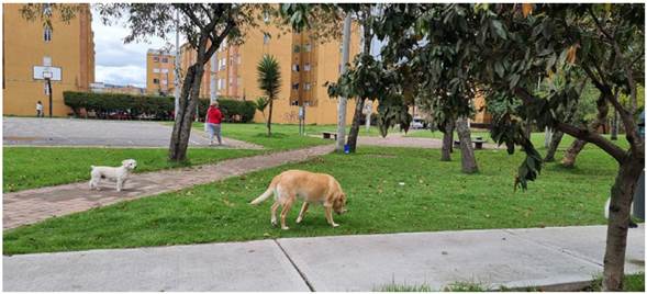 Parque, mujer caminando y mascotas. Nota: presencia de mujer caminando por el espacio público y de mascotas en un parque